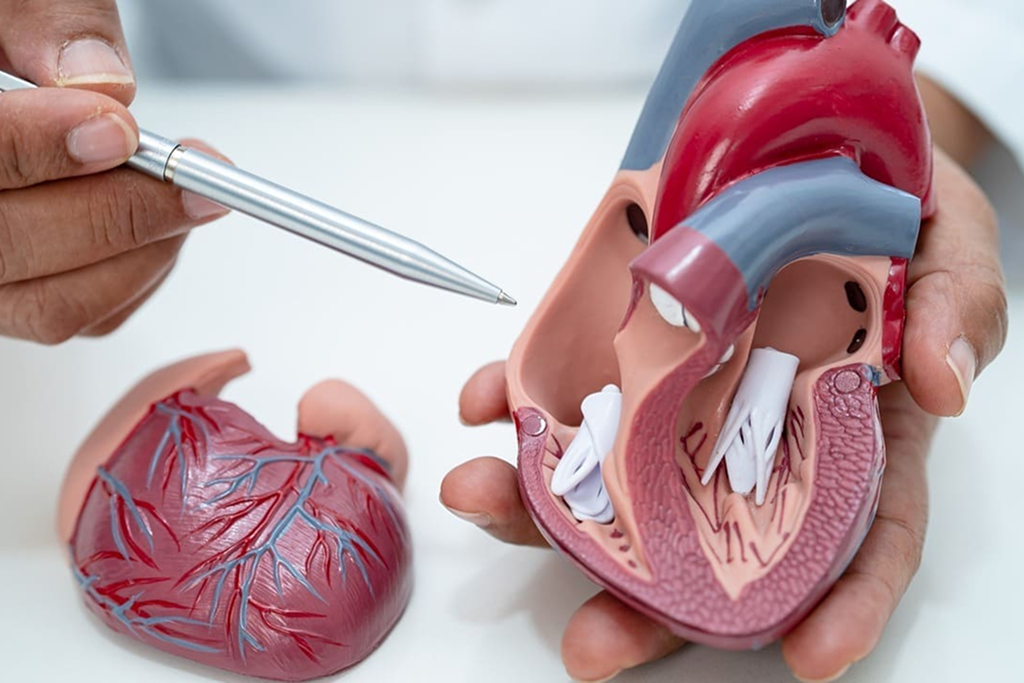 Cardiac Valve Replacement Surgery