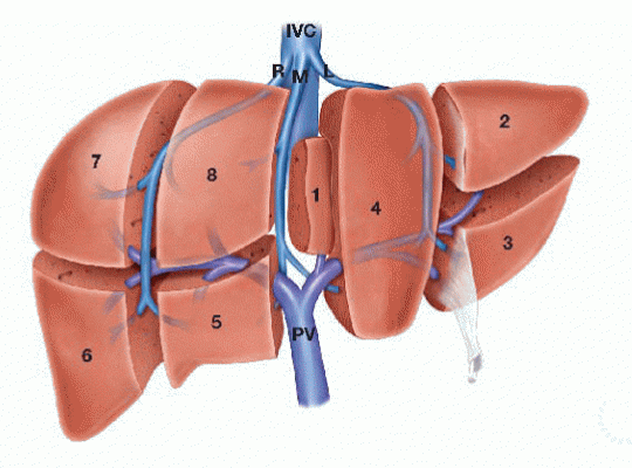 Liver Resection Package in Artemis Hospital