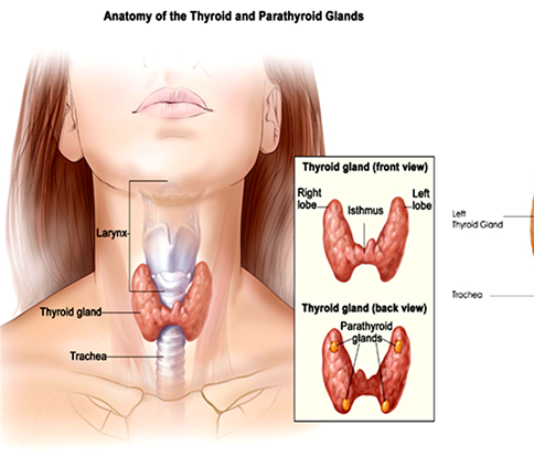 Thyroidectomy with Neck Dissection Package in Artemis Hospital